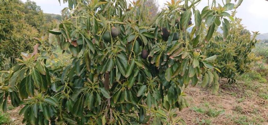 Campo-de-aguacates-1