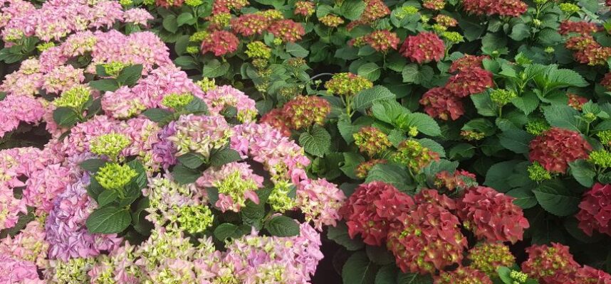Hortensia_Plantaespaña