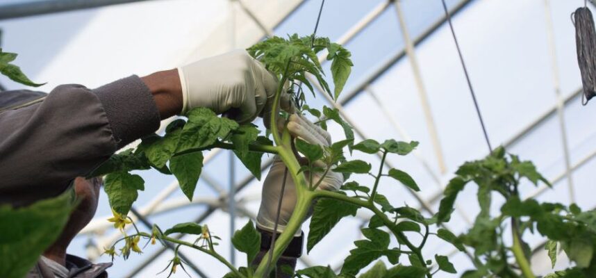 Nueva-linea-de-financiacion-de-Cajamar-para-agricultores-1