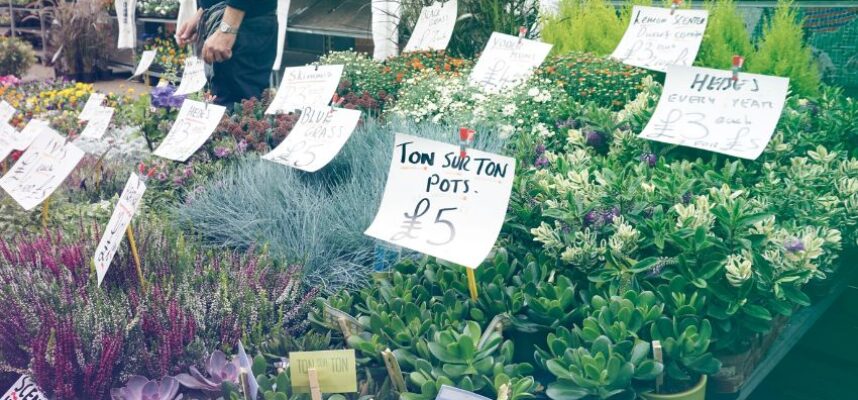 Plantas-y-flores-en-mercado-aleman-1