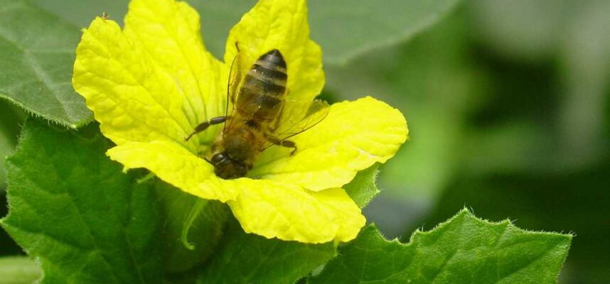 polinizador