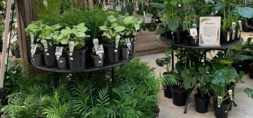 Plantas