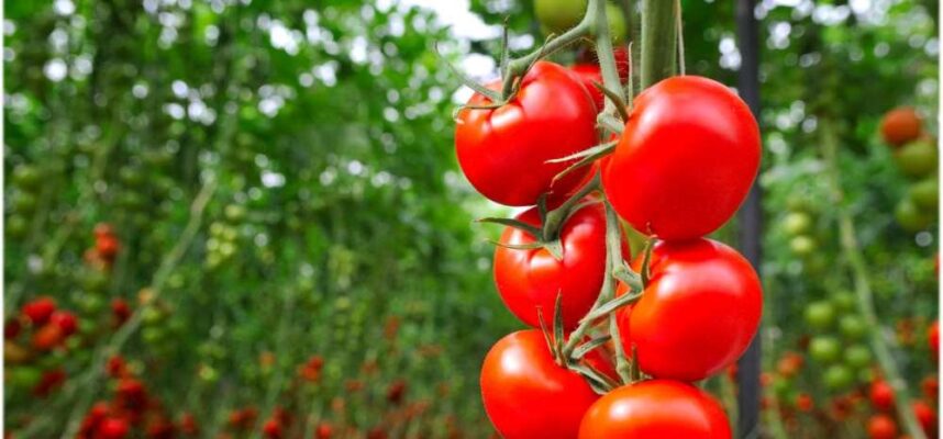 Tomate-FMC