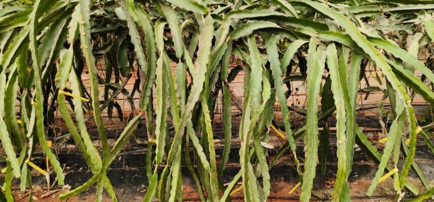 pitaya
