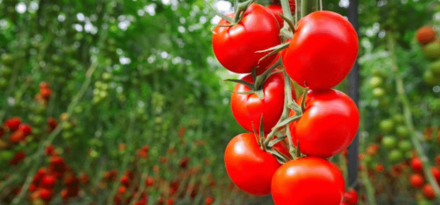 Tomate
