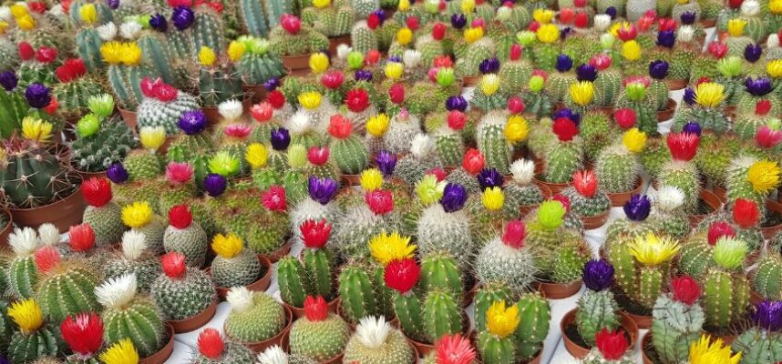 cactus-2