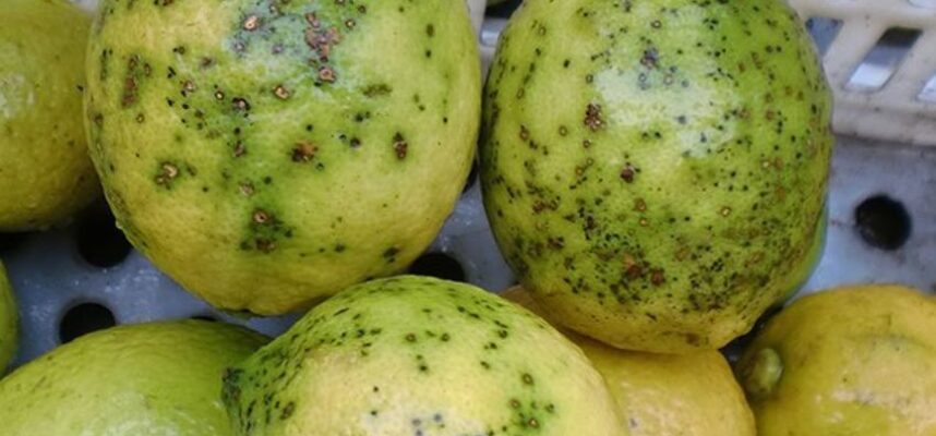 citricos-mancha