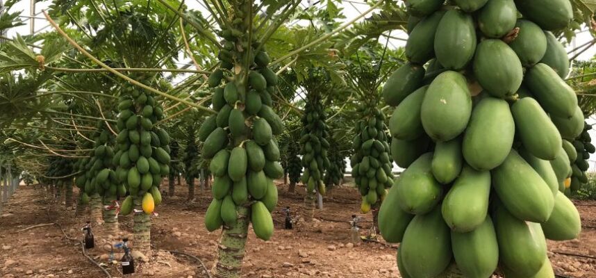 papaya