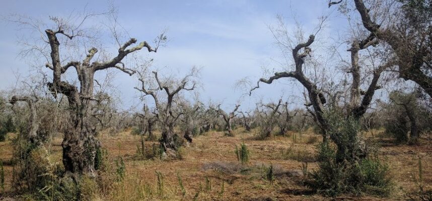 xylella