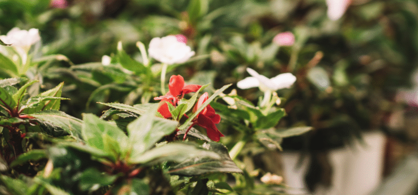 Planta ornamental