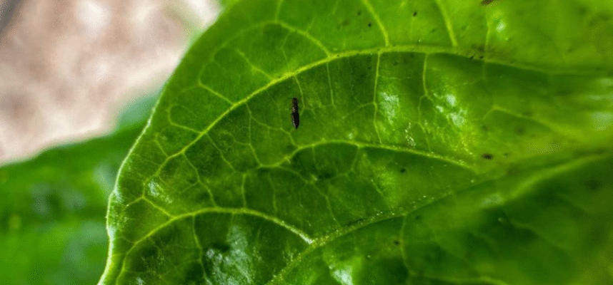 Thrips parvispinus_ok