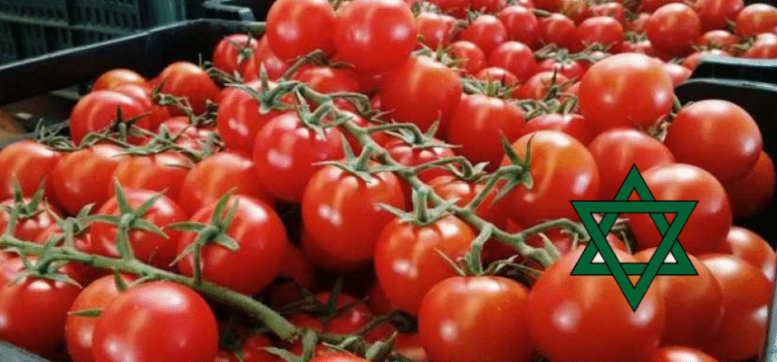 Tomate-Marruecos