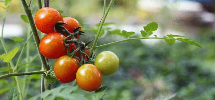 tomate-ecologico_ok