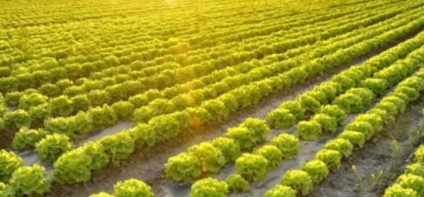 Agricultura