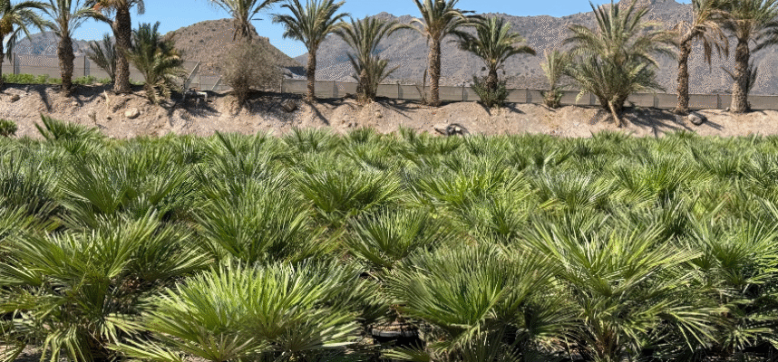 Viveros-Medipalm_Vulcano