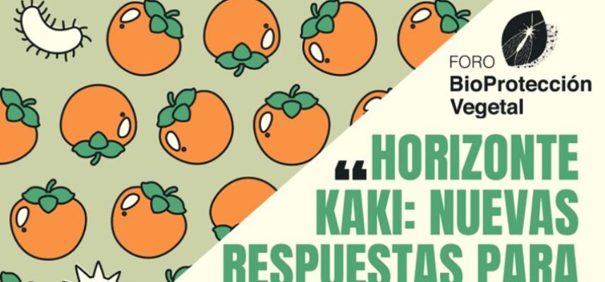 kaki