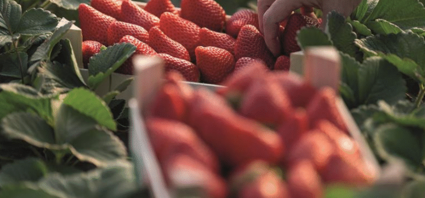 fresas