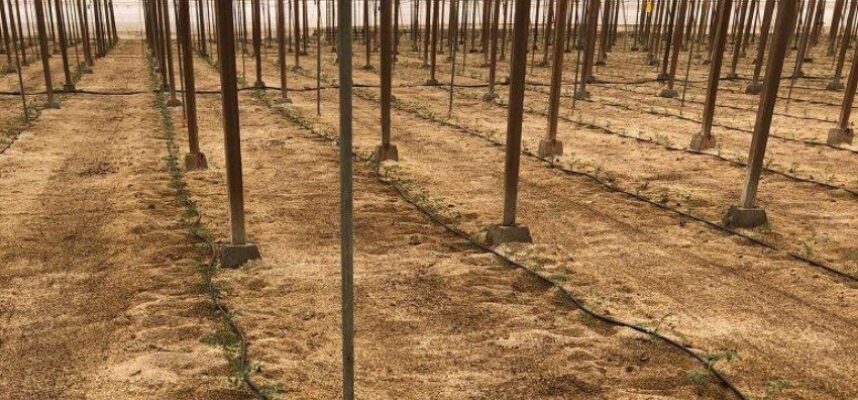 invernadero-tomates-inicio