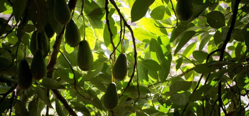 aguacates-2