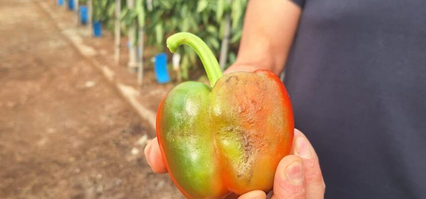 pimiento-con-parvispinus