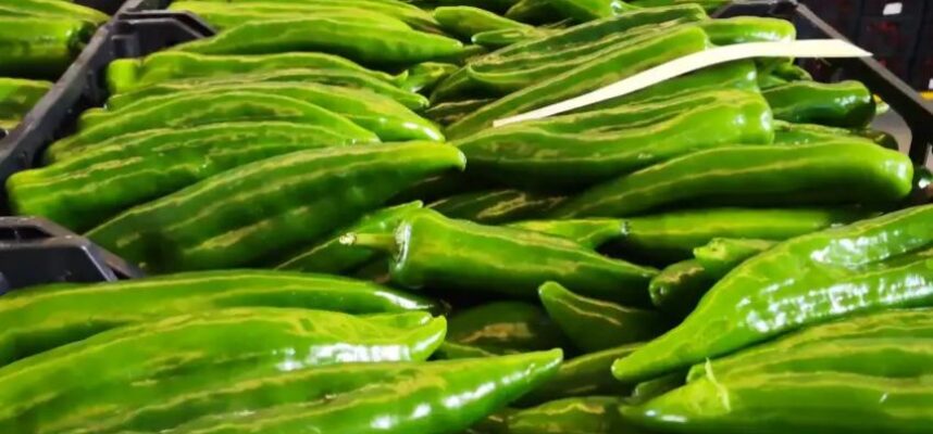 pimiento-italiano