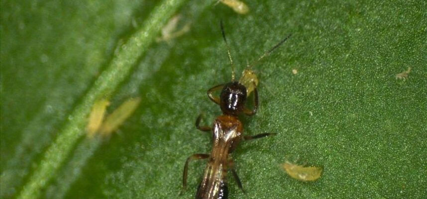 trips-parvispinus