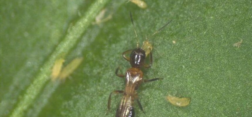 Hembra-F-megalops-depredador-de-T-parvispinus-2