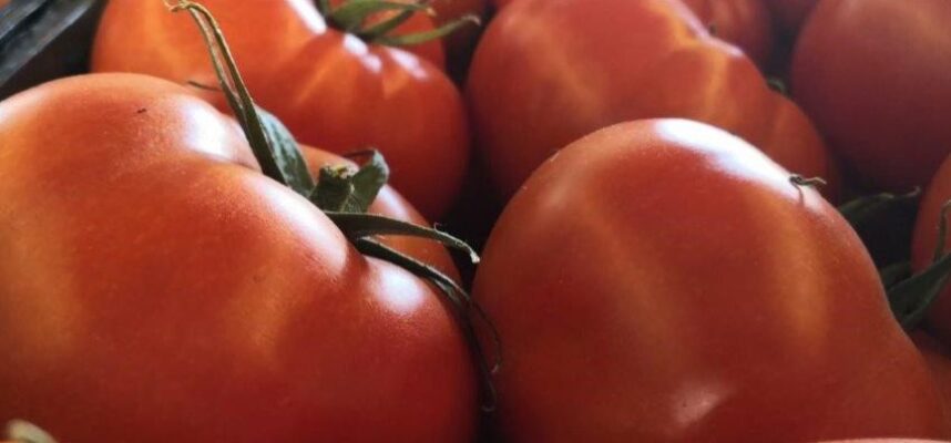 Tomates