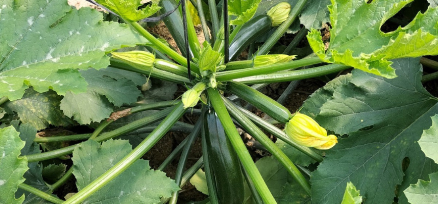 calabacin-semillas-fito