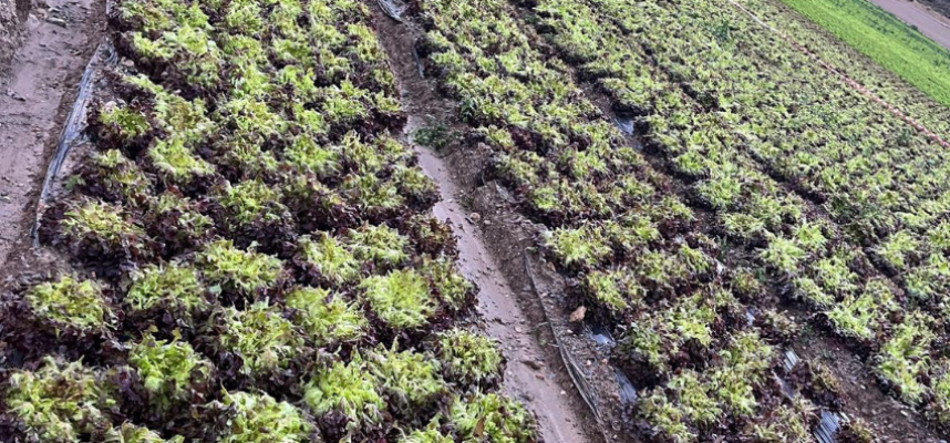 lechuga-primaflor-lluvia