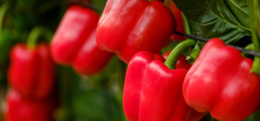 pimientos