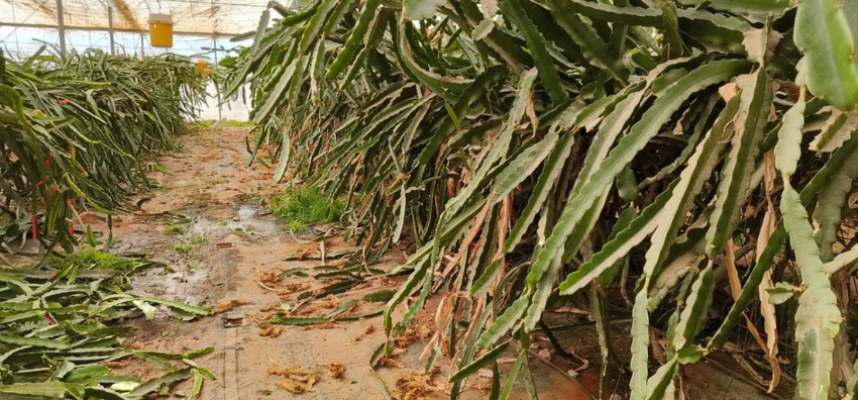 pitahaya