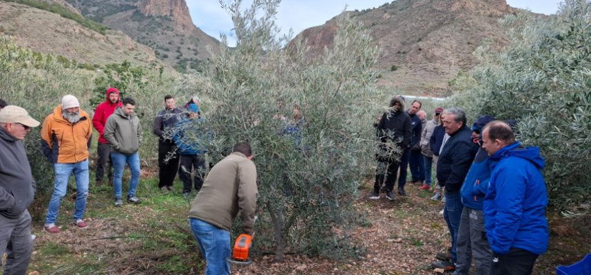 curso-poda-olivar
