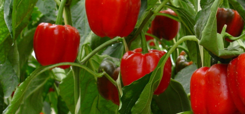 pimiento-rojo