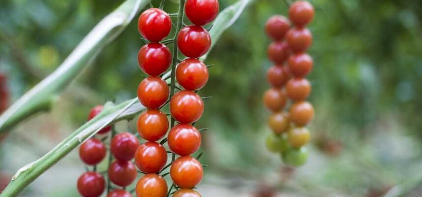 Tomates