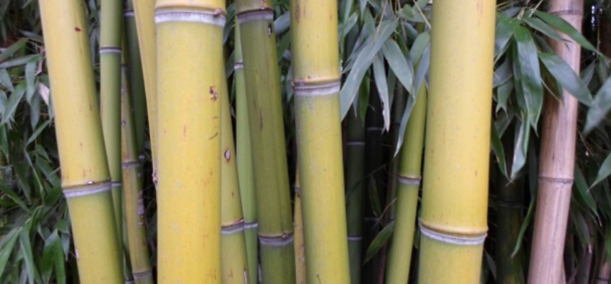 bambu