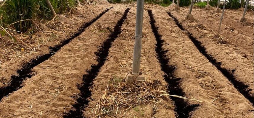 biochar