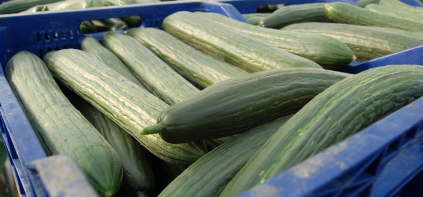 pepino-almeria
