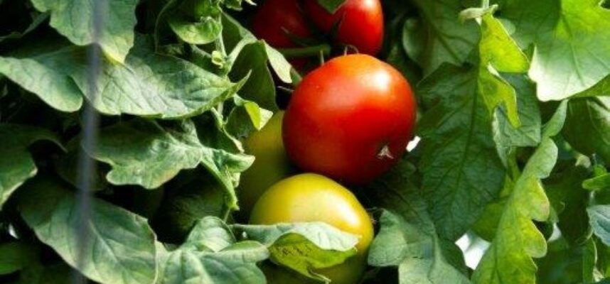 tomate