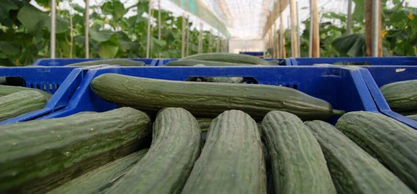 Pepino-de-Almeria