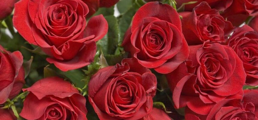 rosas-1024x600