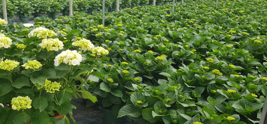 hortensia-figueplant