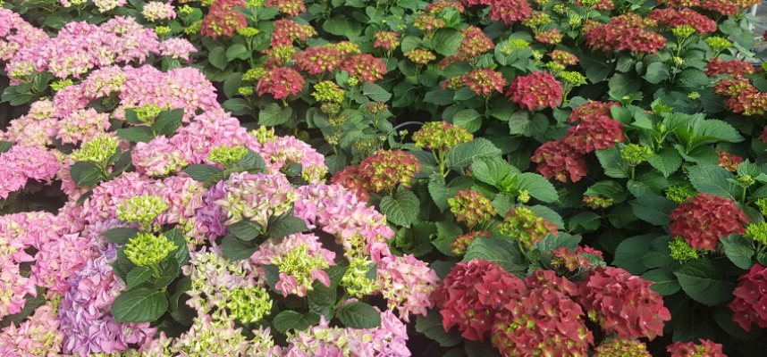 ornamental-hortensia