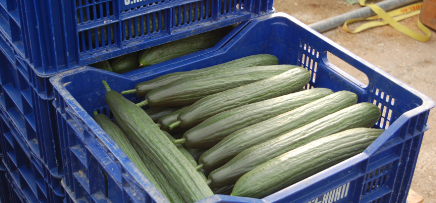 pepino-almeria