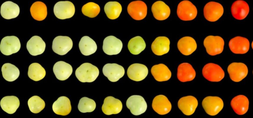 tomate-investigacion-madurez