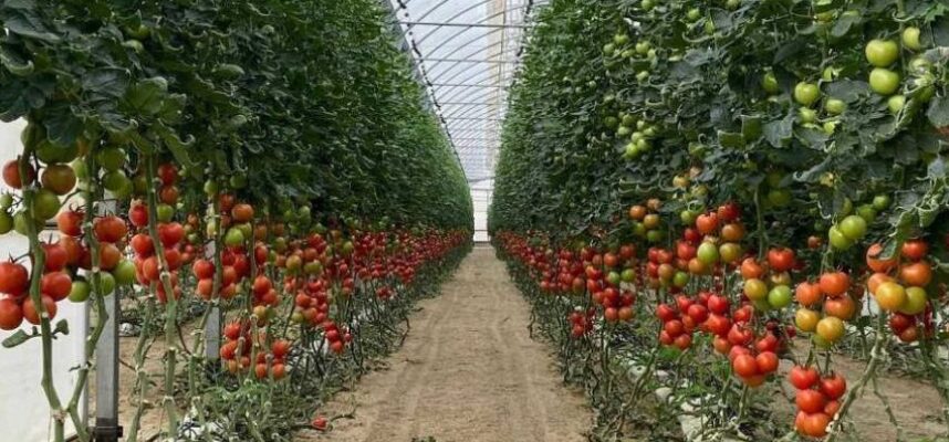 tomates