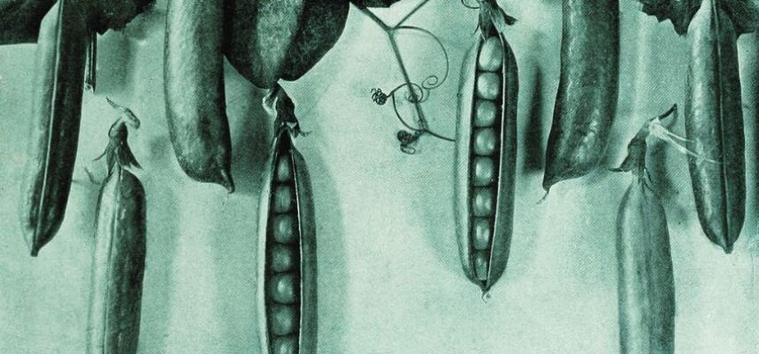 guisantes