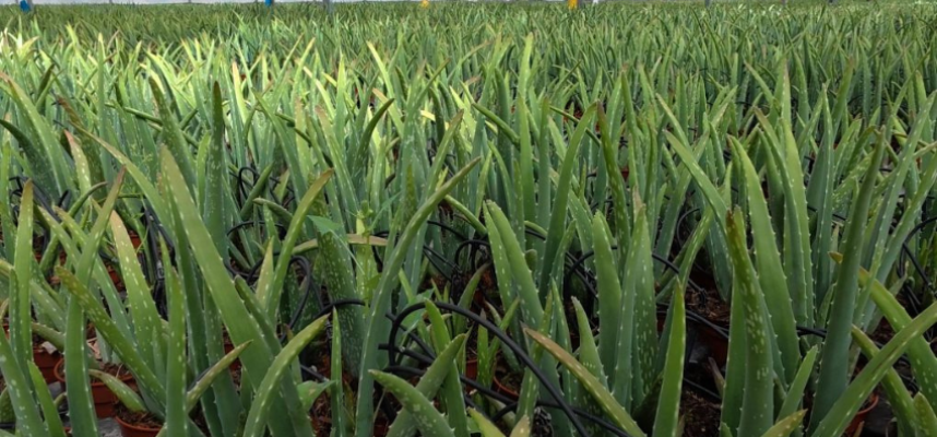 aloe-vera