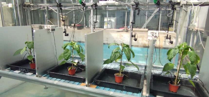 plantas-hablan