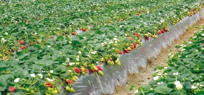 Campos-de-fresa-en-Huelva